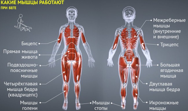 Faire du jogging pour perdre du poids. De combien avez-vous besoin pour courir, table pour les femmes et les hommes