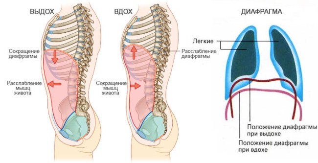 Respiration pour amincir l'abdomen et les côtés sous vide, bodyflex. Vidéos, critiques