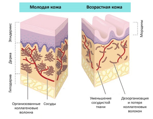 Crèmes pour le visage en pharmacie