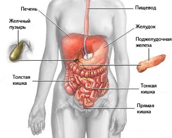 Huile d'amarante. Propriétés utiles et inconvénients, usage domestique, comment préparer, prendre, capsules d'amarante dans une pharmacie