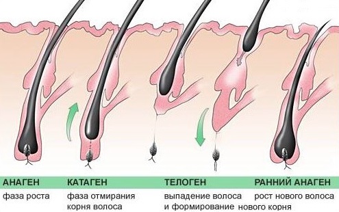 Ampoules pour cheveux Eucapil - composition, mode d'emploi, résultats d'utilisation chez les femmes et les hommes. Prix, avis et où acheter le produit