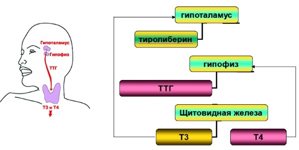 L'hormone TSH - qu'est-ce que c'est, le taux d'hormone thyroïdienne chez la femme, le traitement des niveaux bas et élevés