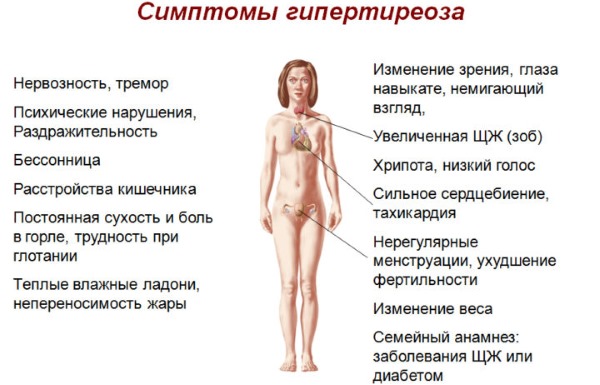 L'hormone TSH - qu'est-ce que c'est, le taux d'hormone thyroïdienne chez la femme, le traitement des niveaux bas et élevés