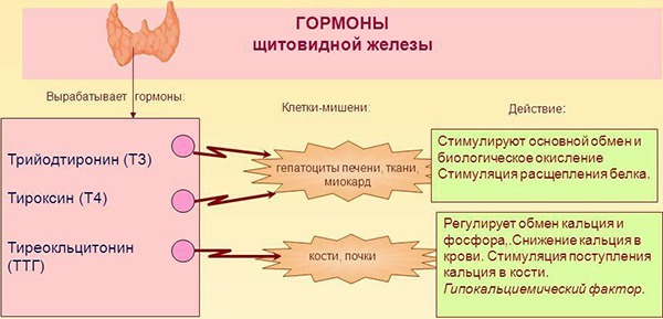 L'hormone TSH - qu'est-ce que c'est, le taux d'hormone thyroïdienne chez la femme, le traitement des niveaux bas et élevés