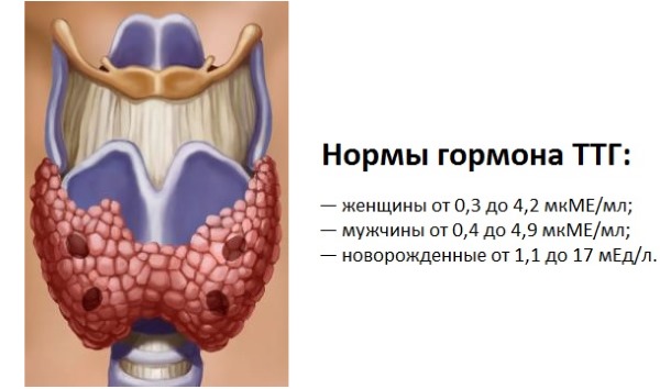 L'hormone TSH - qu'est-ce que c'est, le taux d'hormone thyroïdienne chez la femme, le traitement des niveaux bas et élevés