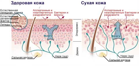 Comment se débarrasser rapidement des rides autour des yeux. Recettes de soins de la peau à domicile