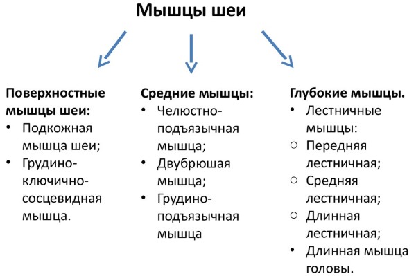 Anatomie des muscles faciaux humains en cosmétologie pour les injections de botox. Schémas avec descriptions et photos en latin et en russe