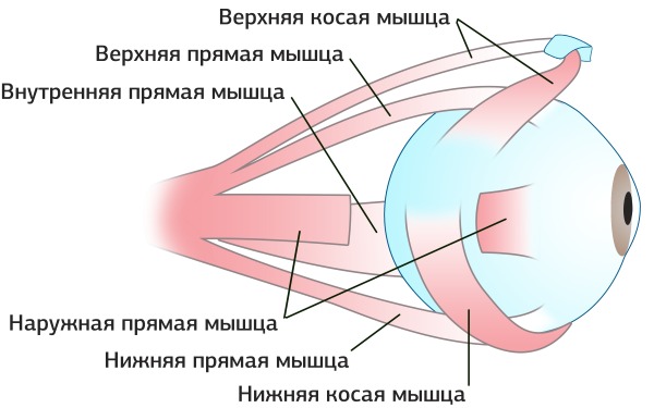 Anatomie des muscles faciaux humains en cosmétologie pour les injections de botox. Schémas avec descriptions et photos en latin et en russe