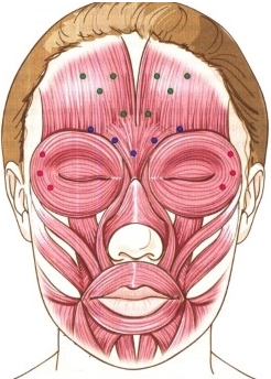 Anatomie des muscles faciaux humains en cosmétologie pour les injections de botox. Schémas avec descriptions et photos en latin et en russe