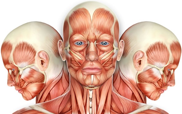 Anatomie des muscles faciaux humains en cosmétologie pour les injections de botox. Schémas avec descriptions et photos en latin et en russe