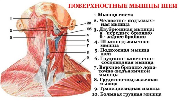 Anatomie des muscles faciaux humains en cosmétologie pour les injections de botox. Schémas avec descriptions et photos en latin et en russe