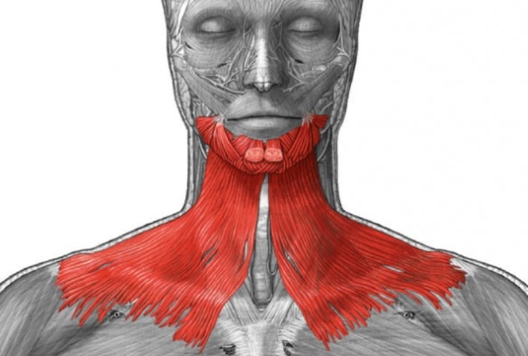 Anatomie des muscles faciaux humains en cosmétologie pour les injections de botox. Schémas avec descriptions et photos en latin et en russe