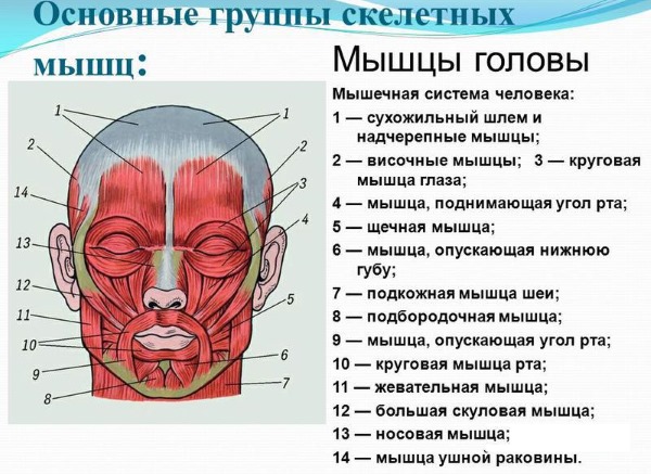 Anatomie des muscles faciaux humains en cosmétologie pour les injections de botox. Schémas avec descriptions et photos en latin et en russe