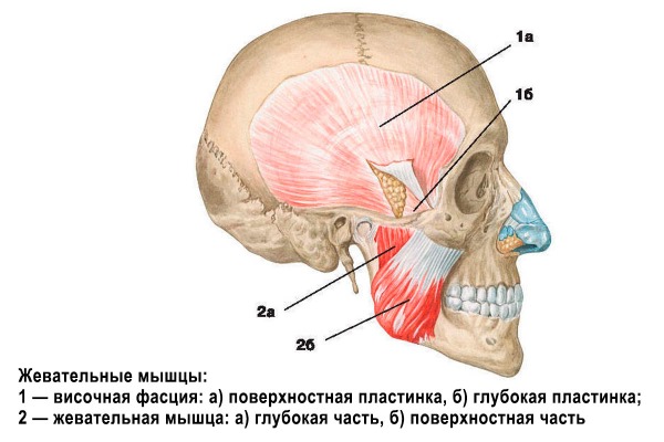 Anatomie des muscles faciaux humains en cosmétologie pour les injections de botox. Schémas avec descriptions et photos en latin et en russe