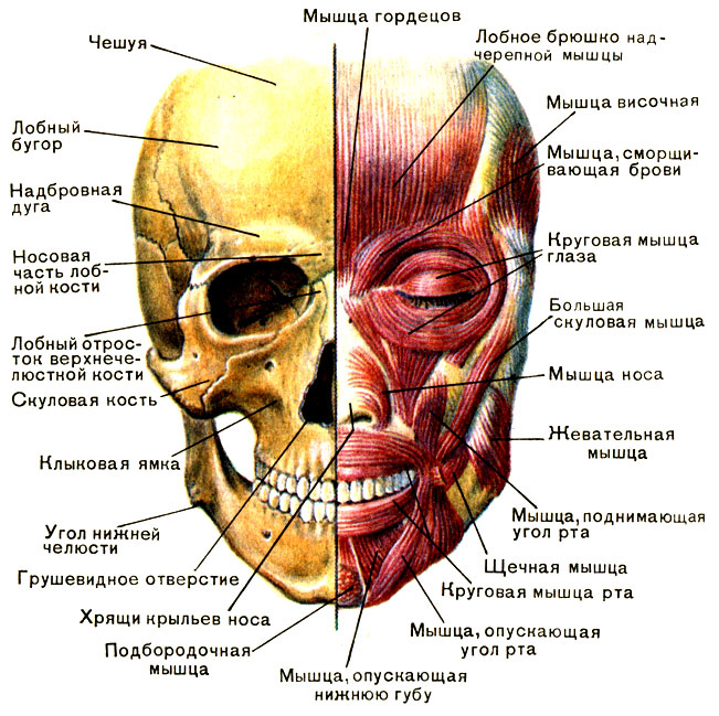 Anatomie des muscles faciaux humains en cosmétologie pour les injections de botox. Schémas avec descriptions et photos en latin et en russe