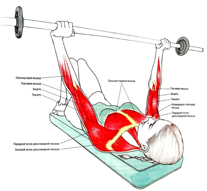 Exercices de base pour les femmes pour les muscles pectoraux avec haltères, haltères, kettlebell, expanseur, pour le poids corporel