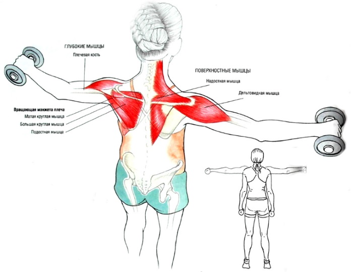 Exercices de base pour les femmes pour les muscles pectoraux avec haltères, haltères, kettlebell, expanseur, pour le poids corporel