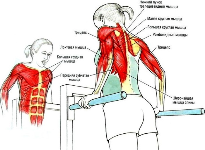 Exercices de base pour les femmes pour les muscles pectoraux avec haltères, haltères, kettlebell, expanseur, pour le poids corporel