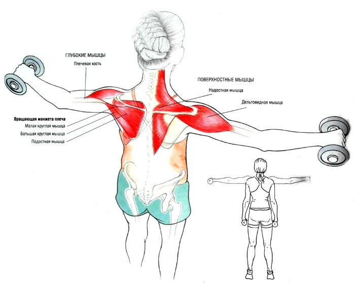 Exercices de base pour les filles sur les épaules avec leur propre poids, haltères, haltères, kettlebell, expandeur, à la maison et au gymnase