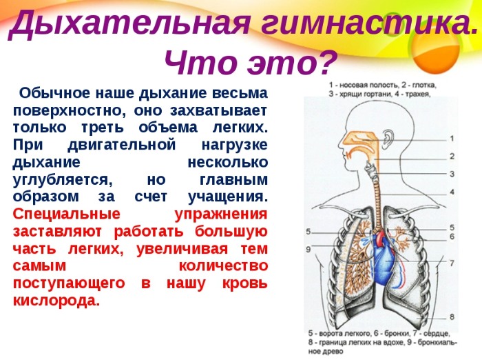 Respiration pour amincir l'abdomen et les côtés. Exercices de respiration Bodyflex, aspirateur pour femmes et hommes Marina Korpan, Strelnikova, Buteyko