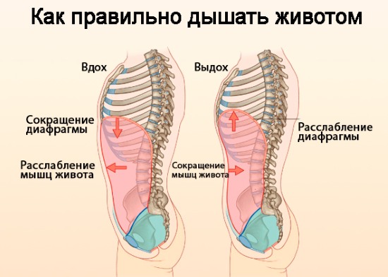 Respiration pour amincir l'abdomen et les côtés. Exercices de respiration Bodyflex, aspirateur pour femmes et hommes Marina Korpan, Strelnikova, Buteyko