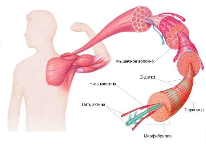 Comment se débarrasser des douleurs musculaires après l'exercice, réduire avec des pilules, des onguents, des médicaments