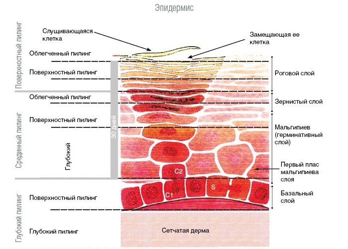 Avantages et inconvénients du peeling du visage: chimique, acides de fruits, glycolique, matériel, rétinol, Jessner, acide succinique, avec du calcium