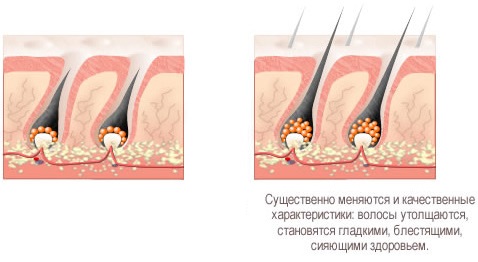 Masque de croissance des cheveux au poivron rouge. Recette comment utiliser à la maison, avec de la cannelle, de l'huile de bardane