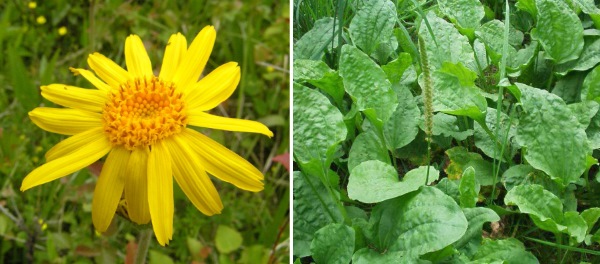 Pommade à l'arnica. Instructions d'utilisation en cosmétologie pour le visage, des rides, avec lactostase. Prix, analogues