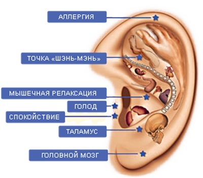 Points actifs biologiques sur le corps humain qui sont responsables d'organes. Technique de massage par acupuncture