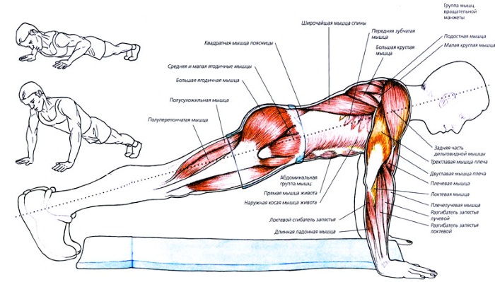 Push-ups du sol: quels muscles se balancent chez les hommes, les femmes. Technique d'exécution, programme pour débutants, types de pompes