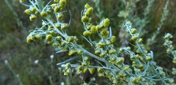 Boutons sur les joues. Les raisons pour lesquelles les femmes, quel organe n'est pas en ordre, pourquoi il apparaît. Traitement à domicile