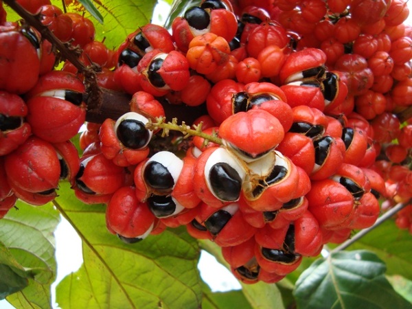 Guarana. Qu'est-ce que c'est, les avantages de la nutrition sportive, pour la perte de poids. Comment prendre de la poudre, du thé, une boisson énergisante, des comprimés