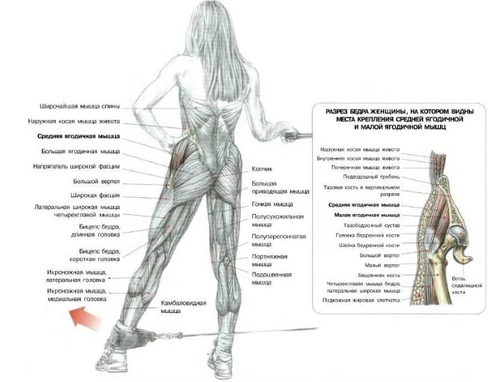 Comment réduire les mollets sur les jambes pour les filles en volume. Exercice efficace