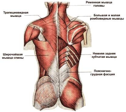 Muscles du dos: exercices pour renforcer à la maison, en salle de sport, avec ostéochondrose, scoliose