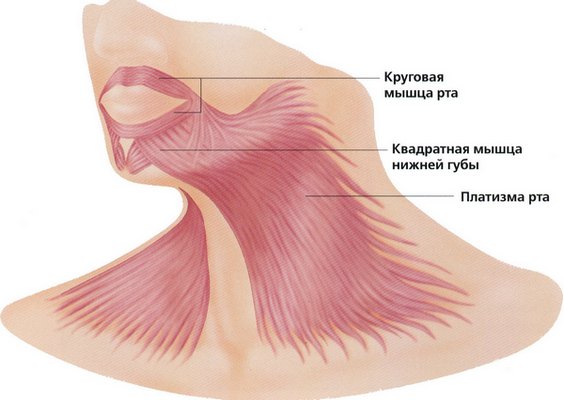 Platysmoplastie - qu'est-ce que c'est, types: médial, Hollywood, corset, médian, endoscopique. Avis et prix sur la procédure