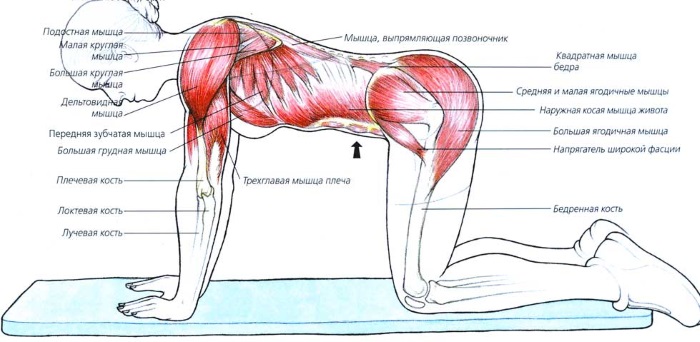 Aspirateur du ventre. Comment faire des exercices correctement, technique pour perdre du poids, gonfler la presse, abdominoplastie après l'accouchement