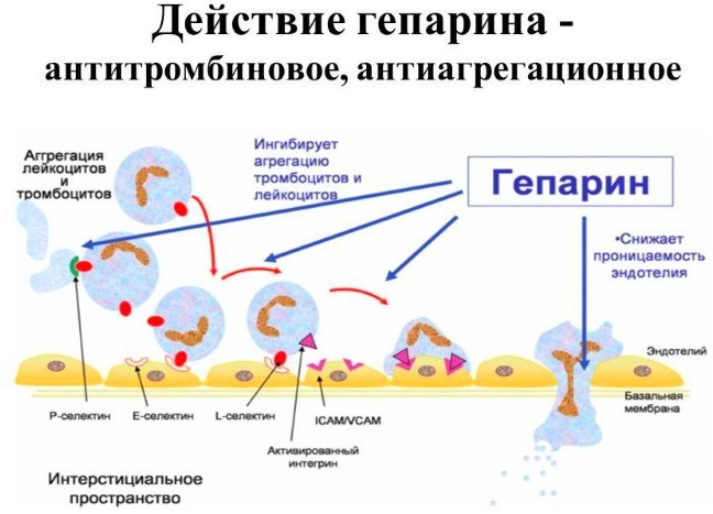 Pommade à l'héparine pour le visage en cosmétologie. Propriétés et applications pour les rides, les ecchymoses, les poches, les poches sous les yeux