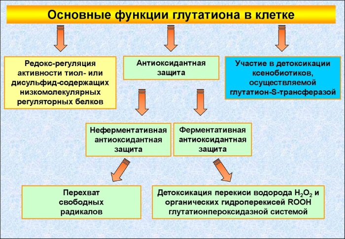 Glutathion - qu'est-ce que c'est, avantages pour le corps. Instructions d'utilisation en cosmétologie, avis de médecins