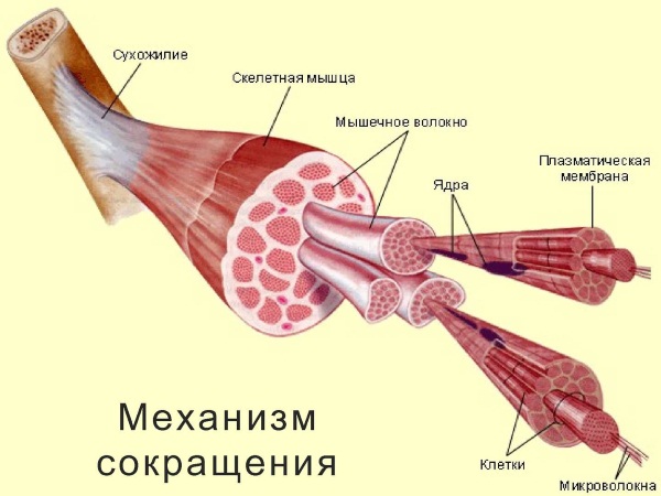 Comment se débarrasser des douleurs musculaires après l'entraînement: onguents, pilules, gels analgésiques, remèdes populaires