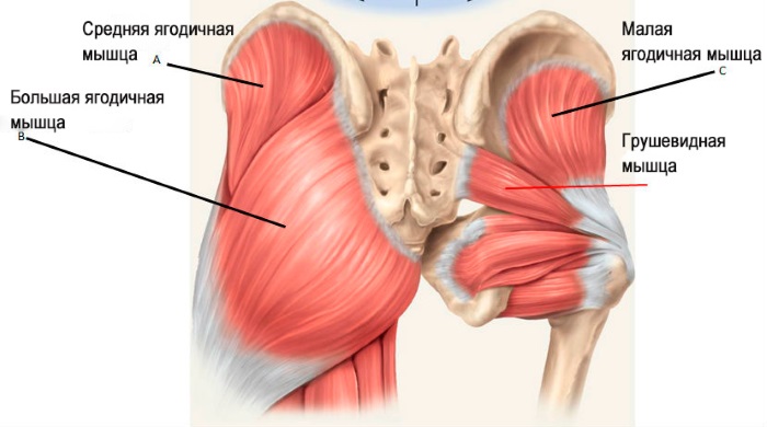 Comment gonfler les fesses à la maison pour les filles: exercices, squats, fentes, entraînement