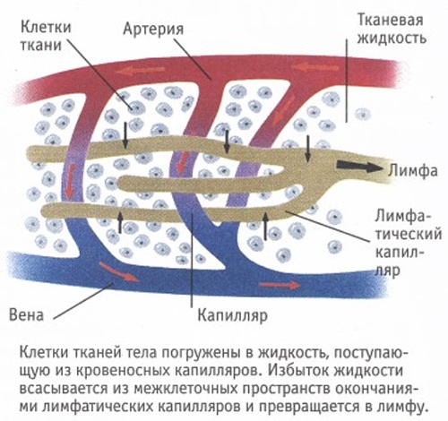 Massage de drainage lymphatique pour le visage et le corps. Matériel et technique manuelle, comment le faire à la maison