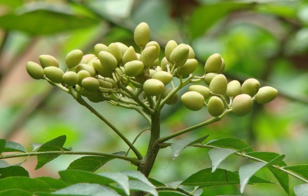 L'huile de neem. Propriétés et application, bienfaits en cosmétologie pour le rajeunissement du visage