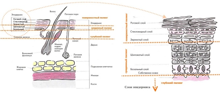 Soin des peaux grasses: quotidien, été, hiver. Caractéristiques de l'utilisation de remèdes professionnels et populaires cosmétiques