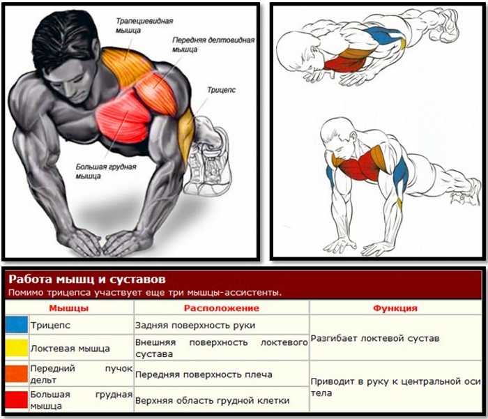 Exercices de triceps d'haltères pour les femmes. Complexe pour débutants à domicile et en salle de sport