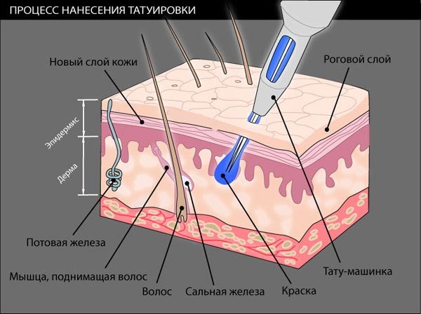 Époussetage des sourcils. Qu'est-ce que c'est, poudré, nano, tatouage, maquillage permanent, pixel, velours, matériel