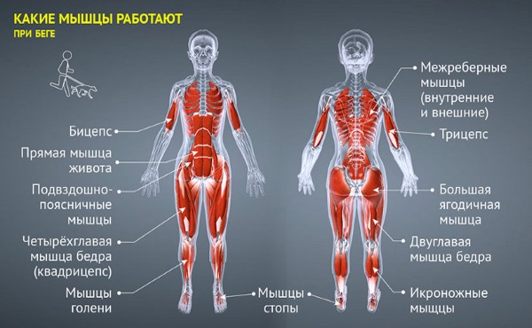 Faire du jogging le matin pour perdre du poids. Avantages et inconvénients, quel est le meilleur, comment commencer. Résultats, calendrier, règles