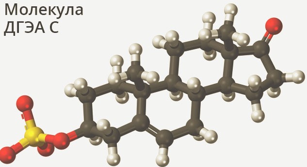 DHEA. Mode d'emploi. Qu'est-ce que c'est pour les femmes, les hommes. Hormone S avec une AMH faible et élevée. Où acheter, le prix en pharmacie