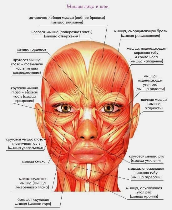 Lifting non chirurgical avec Margarita Levchenko. Cours vidéo de formation, les bénéfices de la méthode