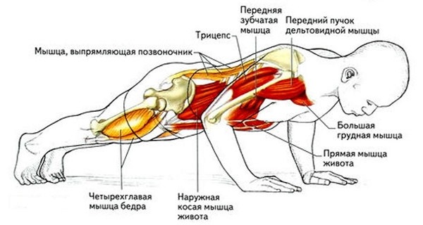 Programme push-up pour les débutants. Table pour gagner de la masse musculaire, perdre du poids, pomper les muscles pectoraux, pour tous les muscles du corps